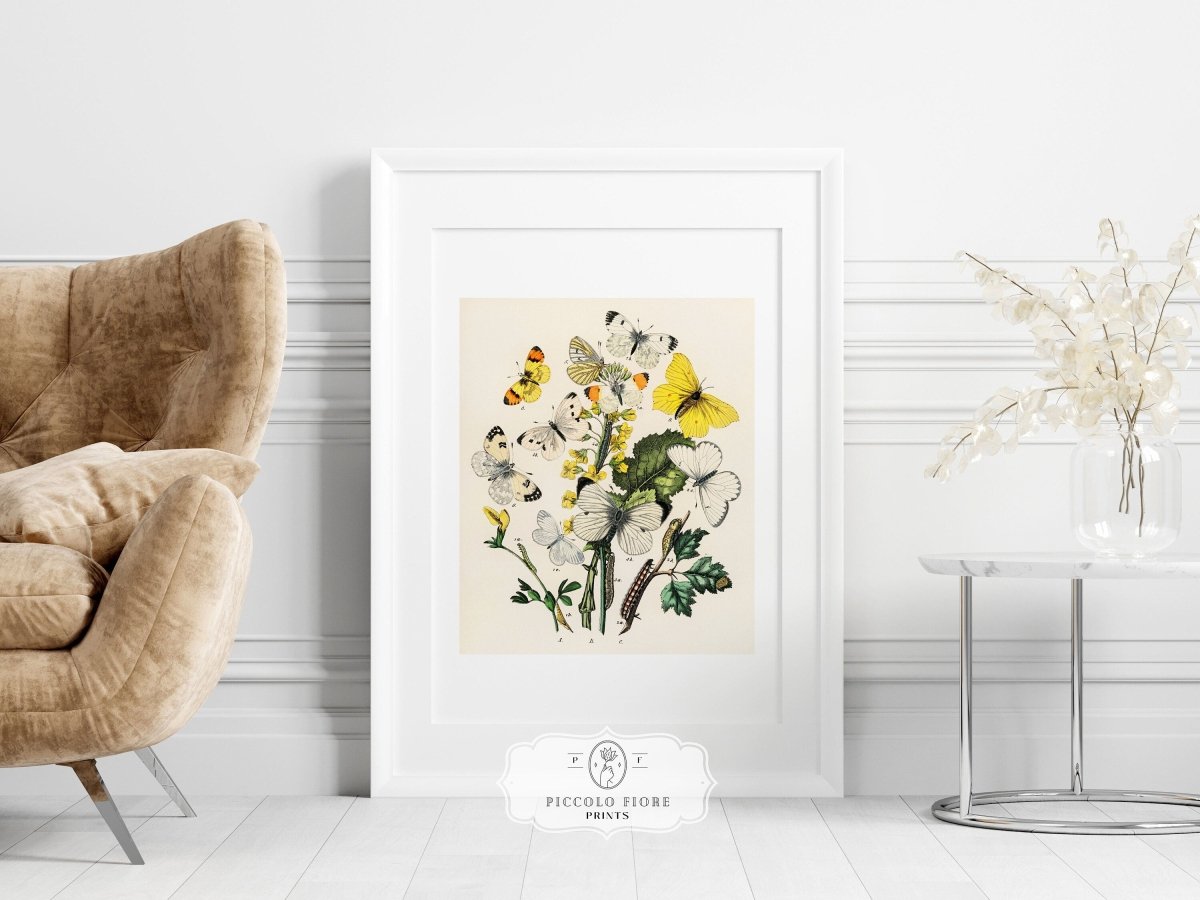 Butterflies and Caterpillars | P41 - Single Art Prints - Piccolo Fiore Prints