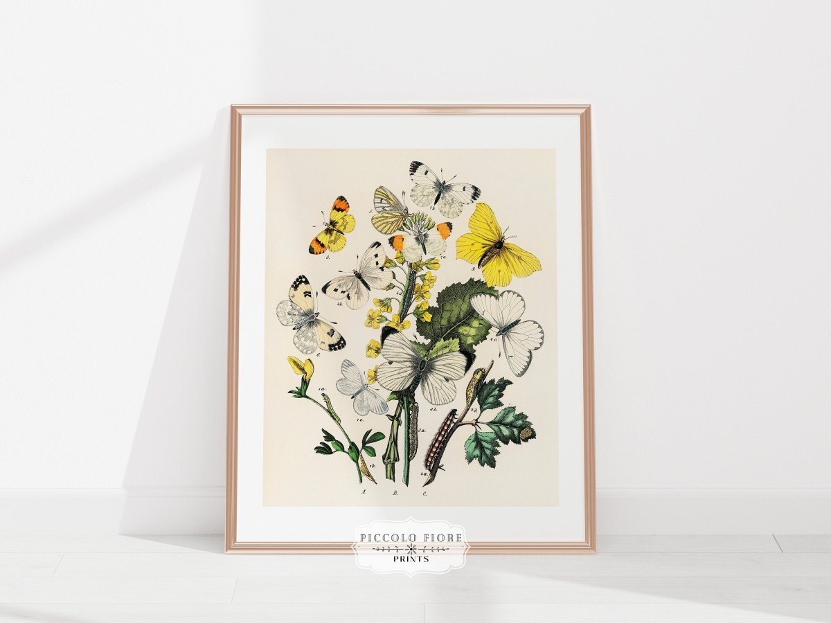 Butterflies and Caterpillars | P41 - Single Art Prints - Piccolo Fiore Prints
