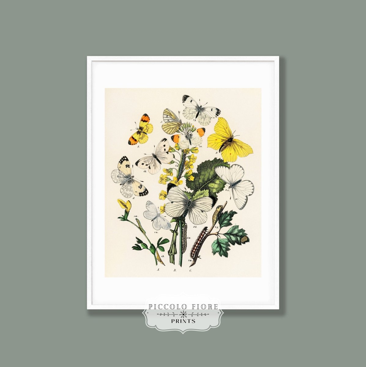 Butterflies and Caterpillars | P41 - Single Art Prints - Piccolo Fiore Prints