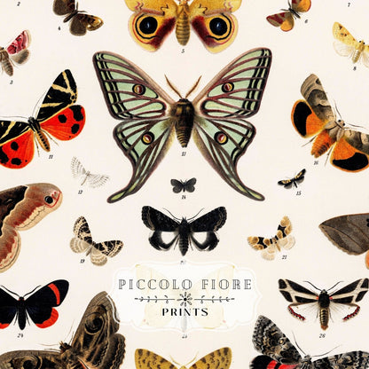 Butterflies and Moths Illustration | P81 - Single Art Prints - Piccolo Fiore Prints