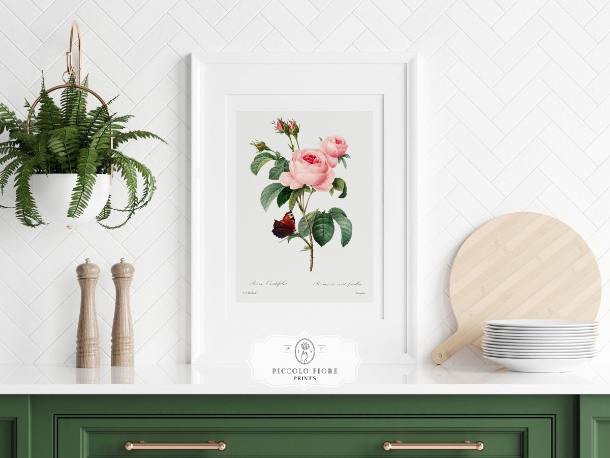 Cabbage Rose Illustration | P558 - Single Art Prints - Piccolo Fiore Prints