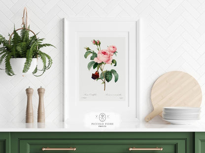 Cabbage Rose Illustration | P558 - Single Art Prints - Piccolo Fiore Prints