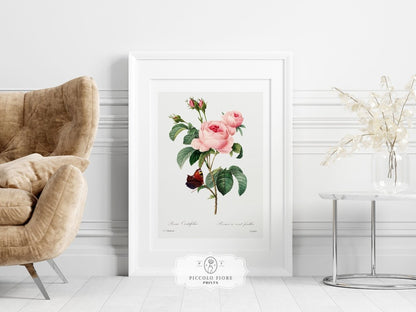 Cabbage Rose Illustration | P558 - Single Art Prints - Piccolo Fiore Prints