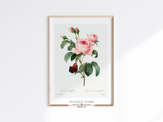 Cabbage Rose Illustration | P558 - Single Art Prints - Piccolo Fiore Prints