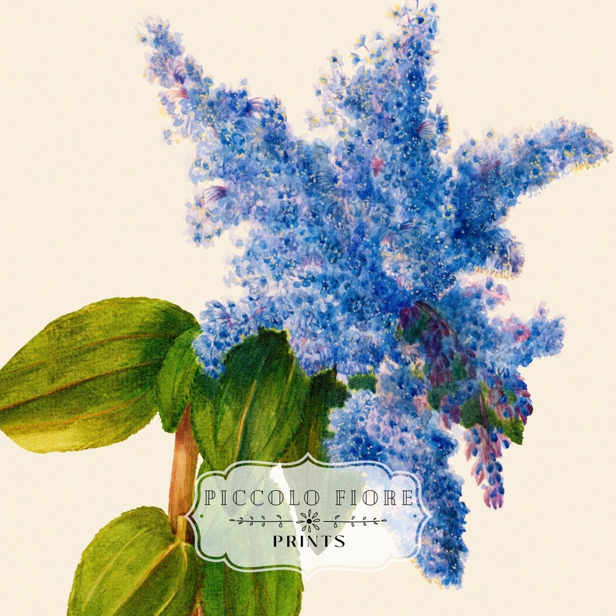 California Lilac Illustration | P107 - Single Art Prints - Piccolo Fiore Prints