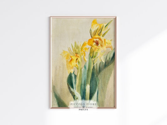 Cana Lily | P61 - Single Art Prints - Piccolo Fiore Prints