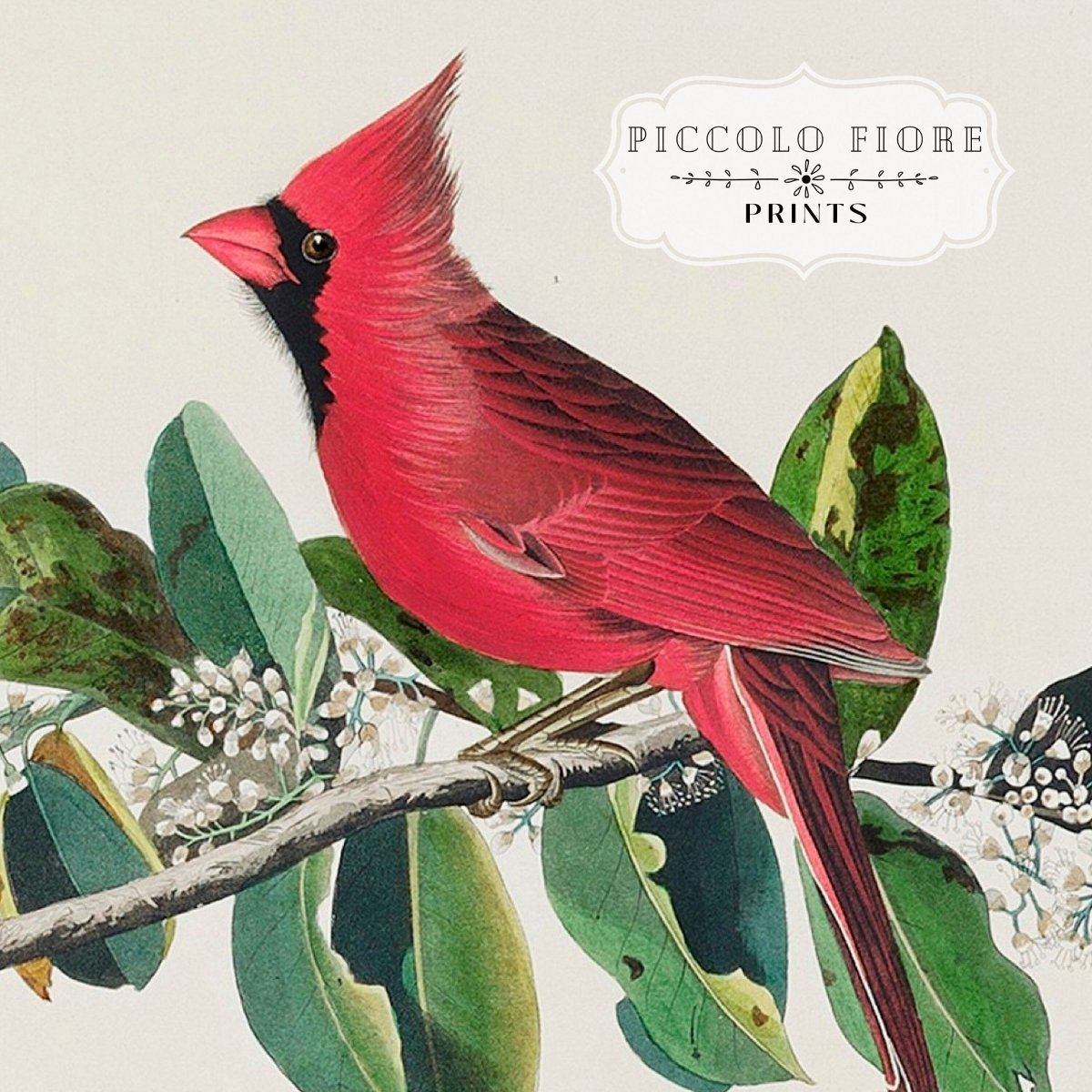 Cardinal Grosbeak Illustration | P49 - Single Art Prints - Piccolo Fiore Prints