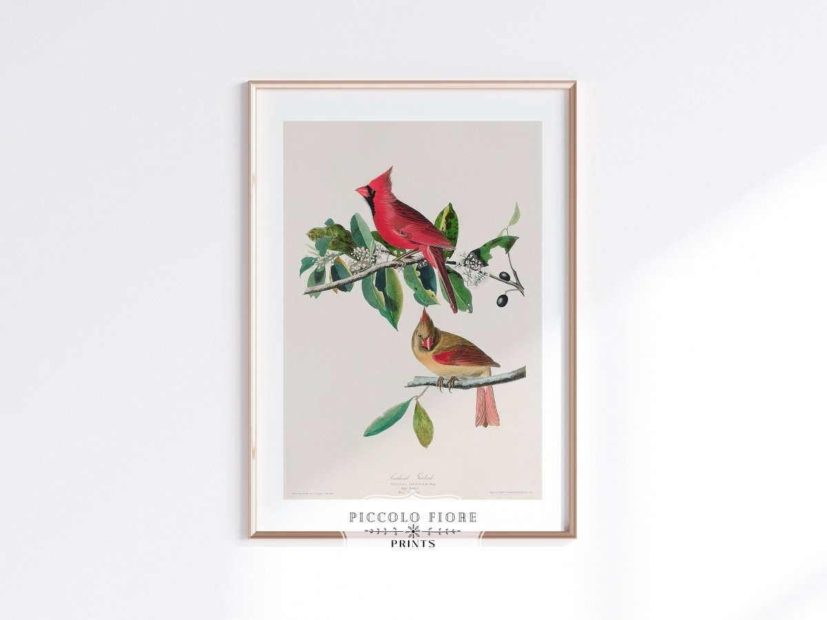 Cardinal Grosbeak Illustration | P49 - Single Art Prints - Piccolo Fiore Prints