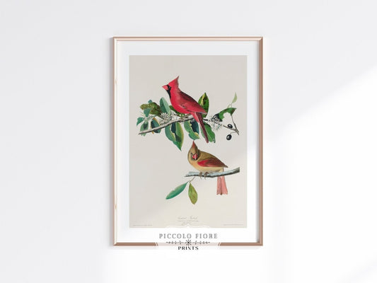 Cardinal Grosbeak Illustration | P49 - Single Art Prints - Piccolo Fiore Prints