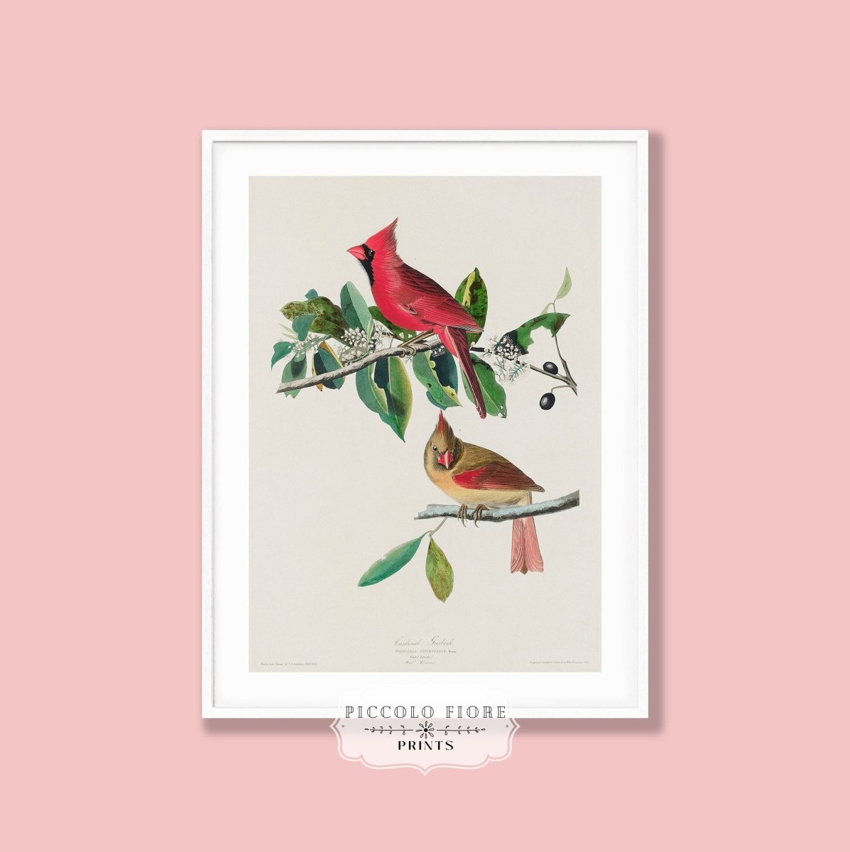 Cardinal Grosbeak Illustration | P49 - Single Art Prints - Piccolo Fiore Prints
