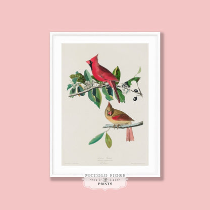 Cardinal Grosbeak Illustration | P49 - Single Art Prints - Piccolo Fiore Prints