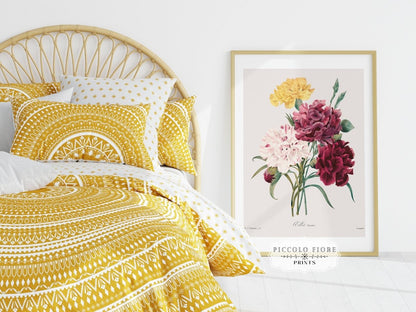 Carnations | P493 - Single Art Prints - Piccolo Fiore Prints