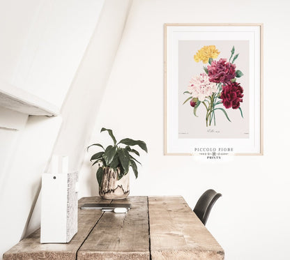 Carnations | P493 - Single Art Prints - Piccolo Fiore Prints