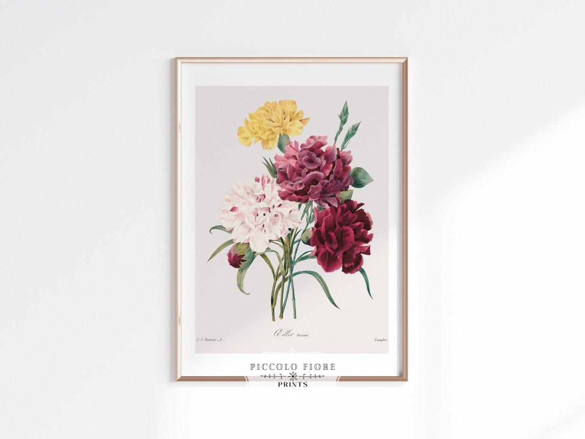 Carnations | P493 - Single Art Prints - Piccolo Fiore Prints