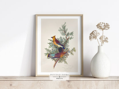 Cedar Bird Illustration | P378 - Single Art Prints - Piccolo Fiore Prints