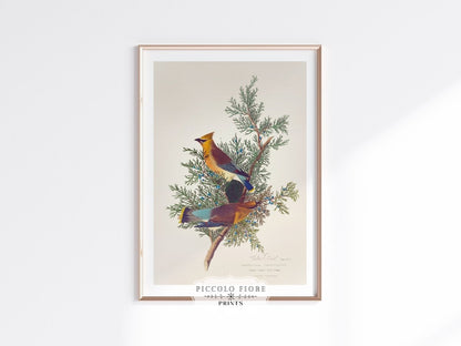 Cedar Bird Illustration | P378 - Single Art Prints - Piccolo Fiore Prints