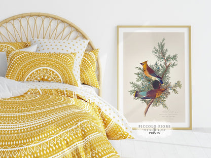 Cedar Bird Illustration | P378 - Single Art Prints - Piccolo Fiore Prints