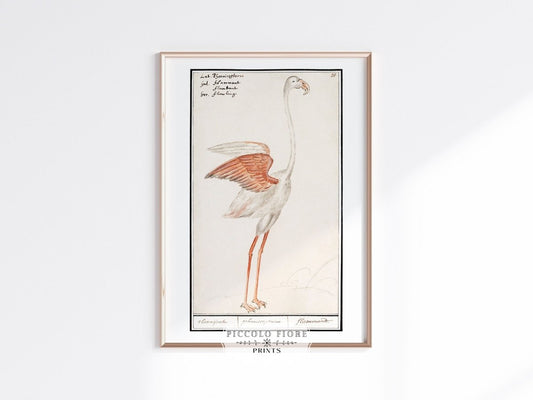 Common Flamingo | P365 - Single Art Prints - Piccolo Fiore Prints