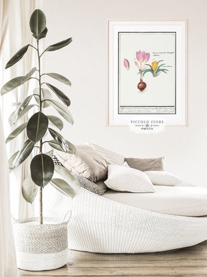 Crocus Illustration | P53 - Single Art Prints - Piccolo Fiore Prints