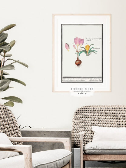 Crocus Illustration | P53 - Single Art Prints - Piccolo Fiore Prints