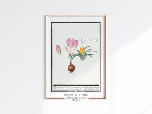 Crocus Illustration | P53 - Single Art Prints - Piccolo Fiore Prints