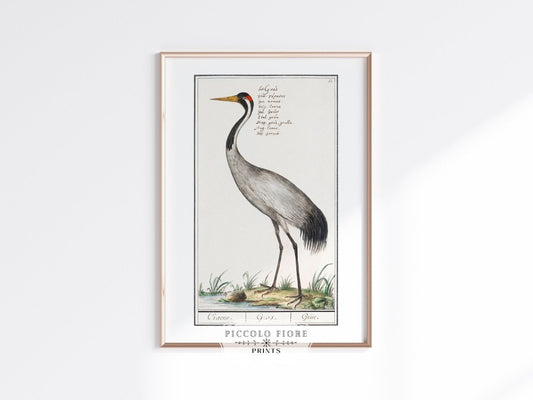 European Crane Illustration | P13 - Single Art Prints - Piccolo Fiore Prints
