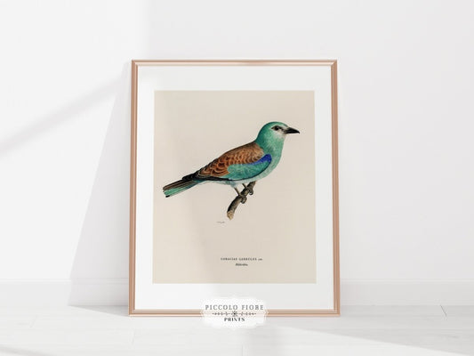 European Roller Illustration | P8 - Single Art Prints - Piccolo Fiore Prints