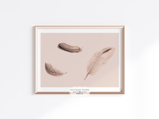 Feather Study | P389 - Single Art Prints - Piccolo Fiore Prints
