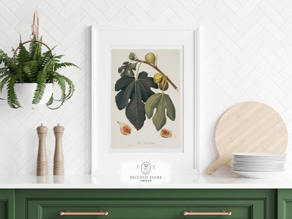 Fig Illustration | P403 - Single Art Prints - Piccolo Fiore Prints