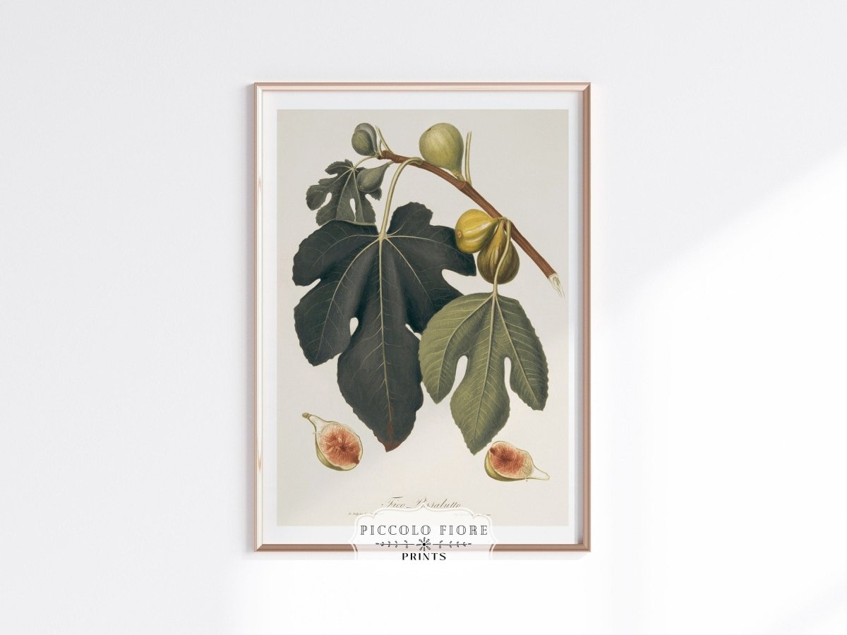Fig Illustration | P403 - Single Art Prints - Piccolo Fiore Prints