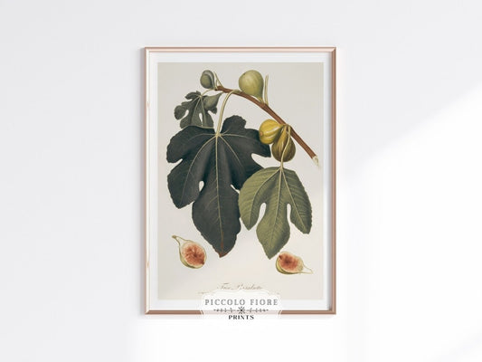 Fig Illustration | P403 - Single Art Prints - Piccolo Fiore Prints
