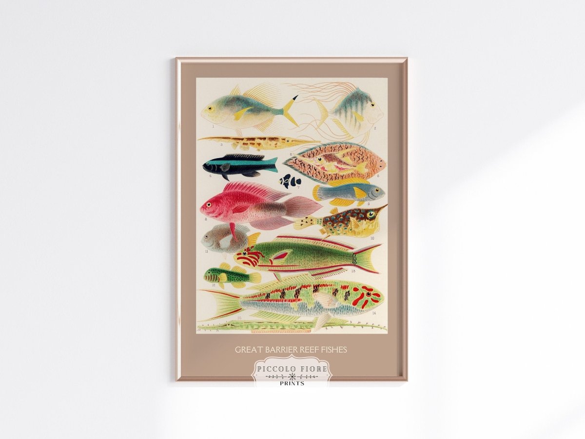Great Barrier Reef Fish | P553 - Single Art Prints - Piccolo Fiore Prints