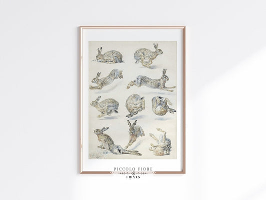 Hare Study | P410 - Single Art Prints - Piccolo Fiore Prints