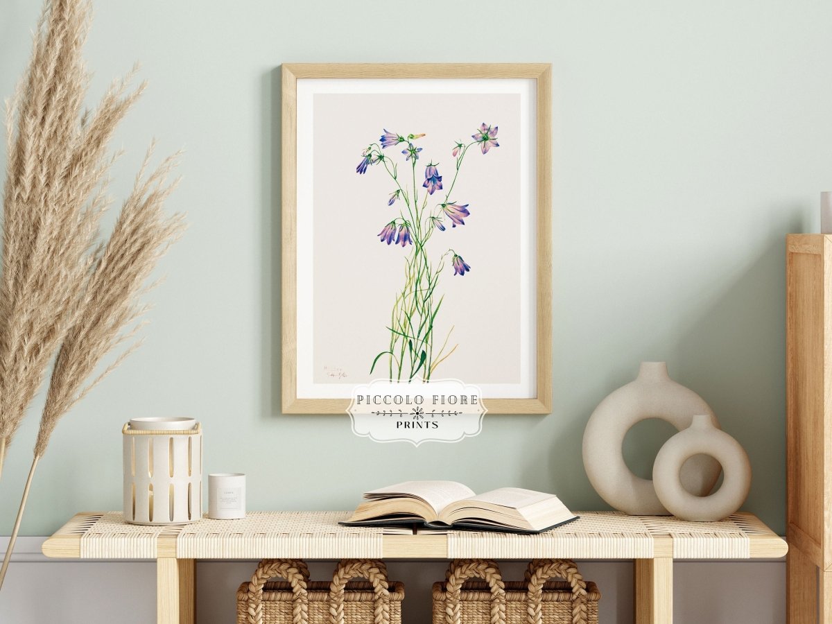 Harebell Illustration | P277 - Single Art Prints - Piccolo Fiore Prints