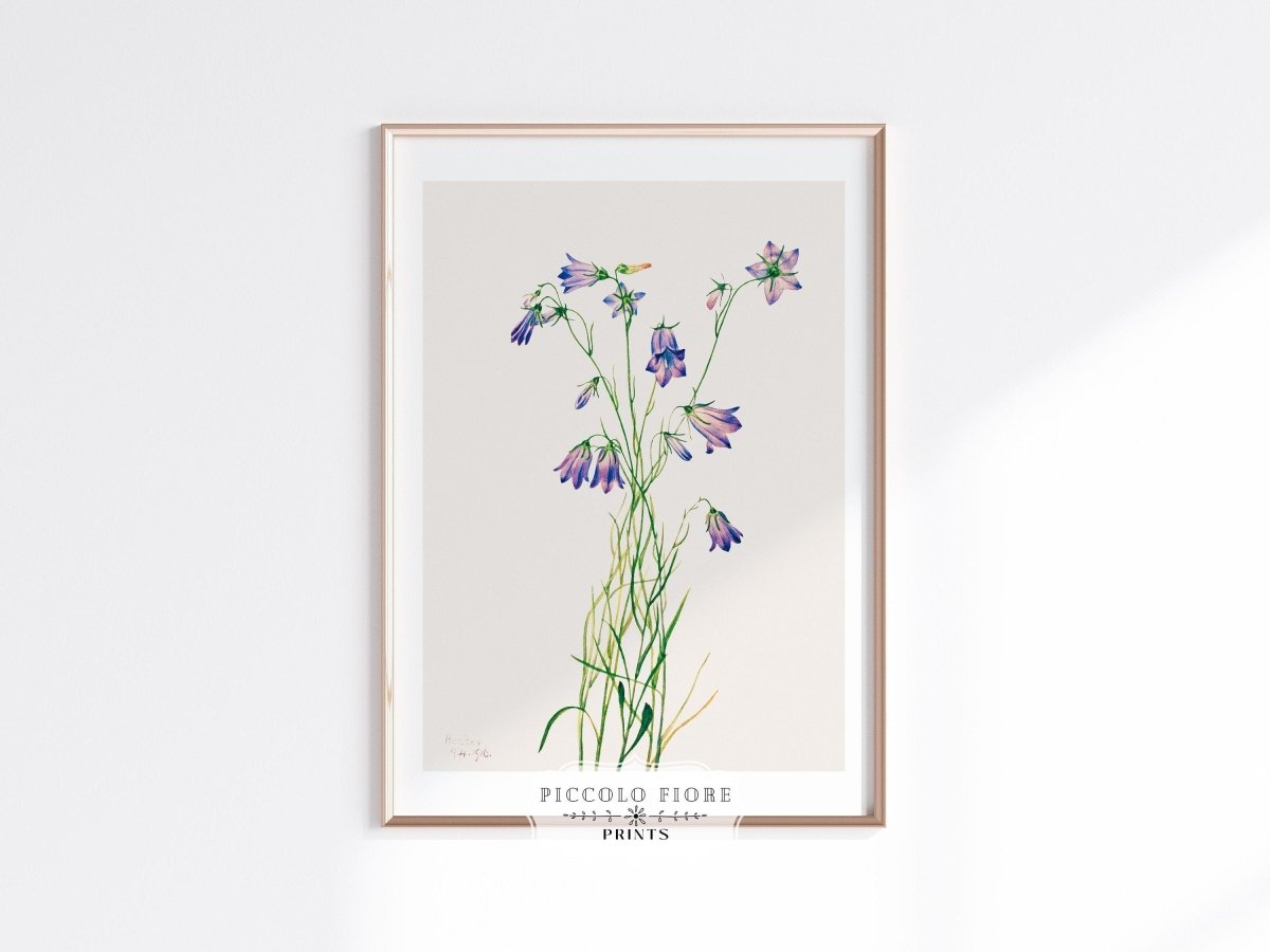 Harebell Illustration | P277 - Single Art Prints - Piccolo Fiore Prints