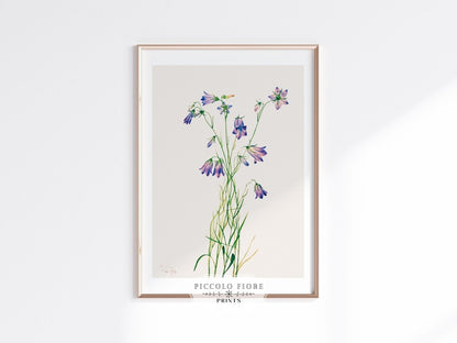 Harebell Illustration | P277 - Single Art Prints - Piccolo Fiore Prints