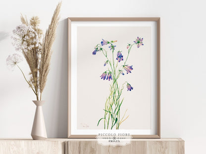 Harebell Illustration | P277 - Single Art Prints - Piccolo Fiore Prints