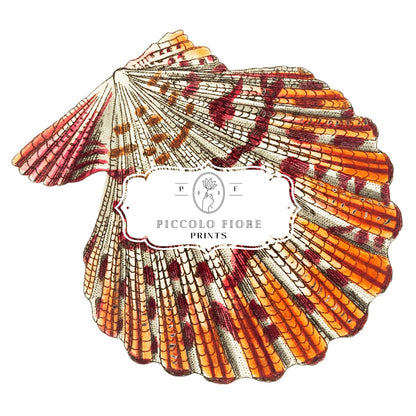 Mantle Scallop Shell Illustration | P76