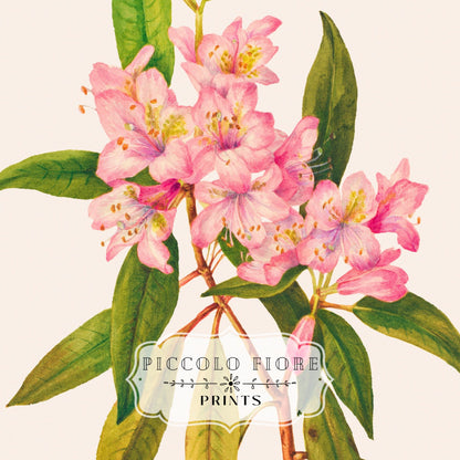 Pink Rose Bay Rhododendron Illustration | P178