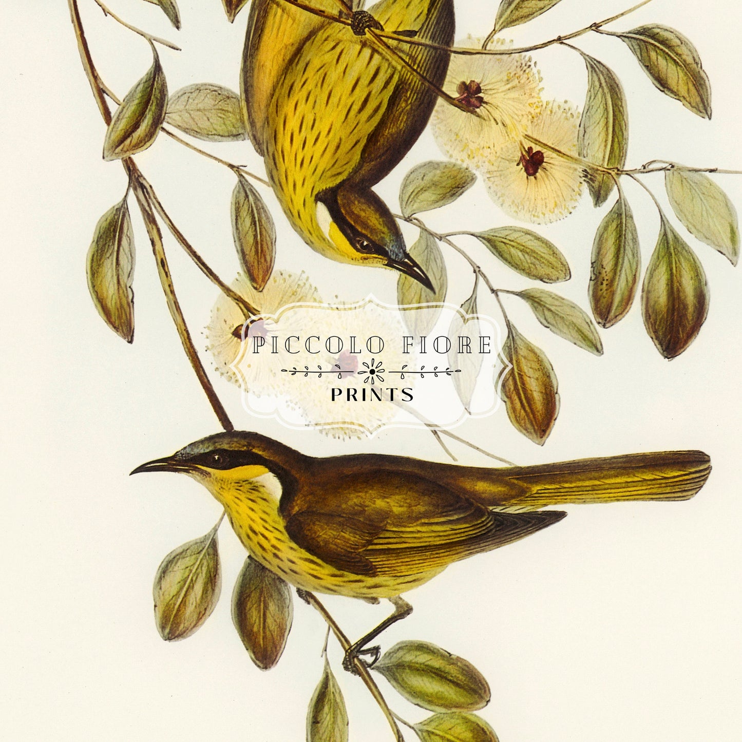 Varied Honey-eater Illustration | P141