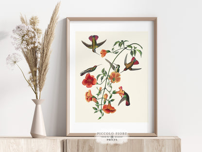 Mango Hummingbird Illustration | P258