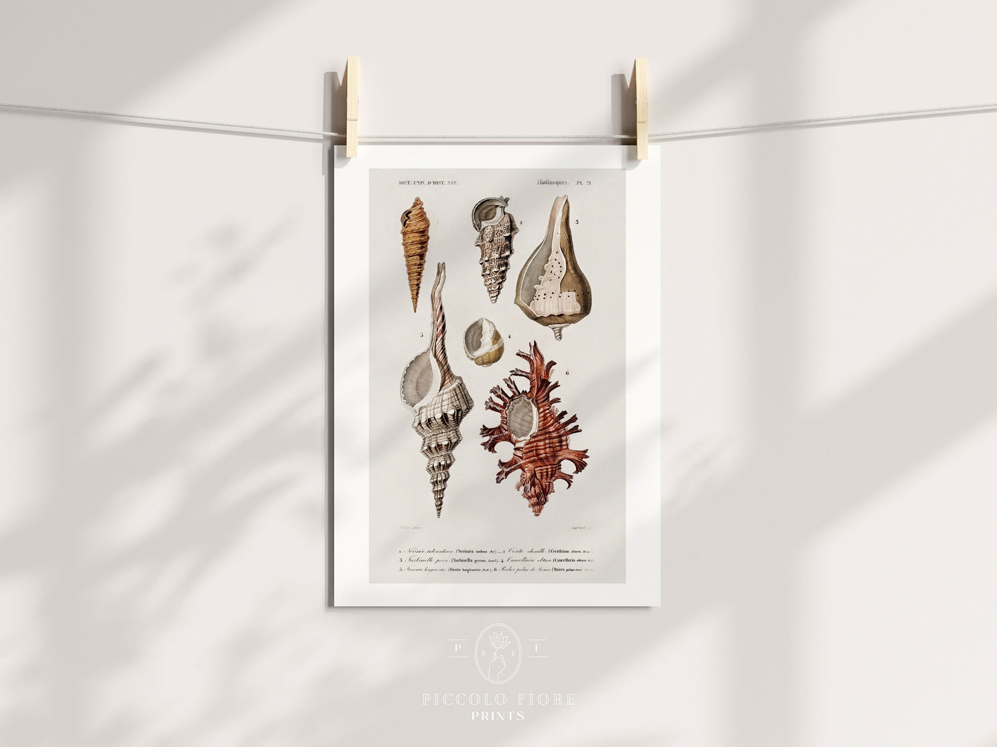 Shell/Mollusk Watercolour Illustrations | Gallery Wall Set | 2 Prints | S2-1