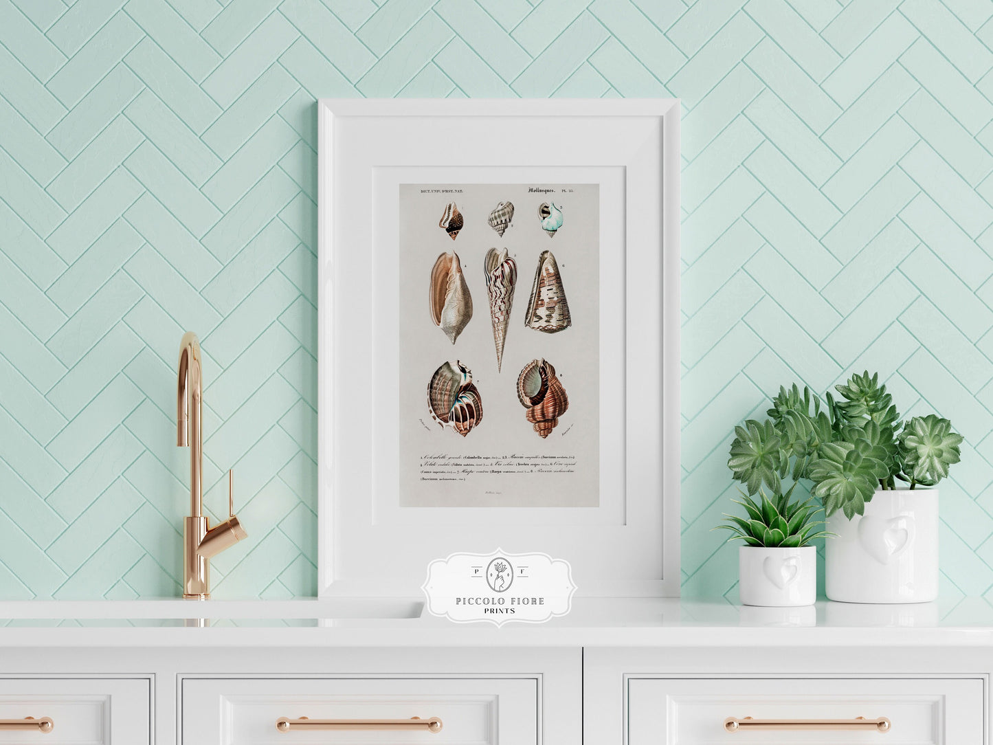 Shell/Mollusk Watercolour Illustrations | Gallery Wall Set | 2 Prints | S2-1