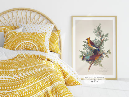 Cedar Bird Illustration | P378