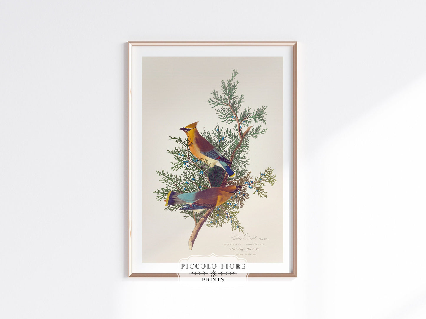 Cedar Bird Illustration | P378