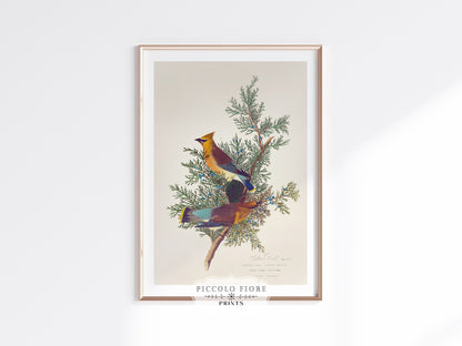 Cedar Bird Illustration | P378