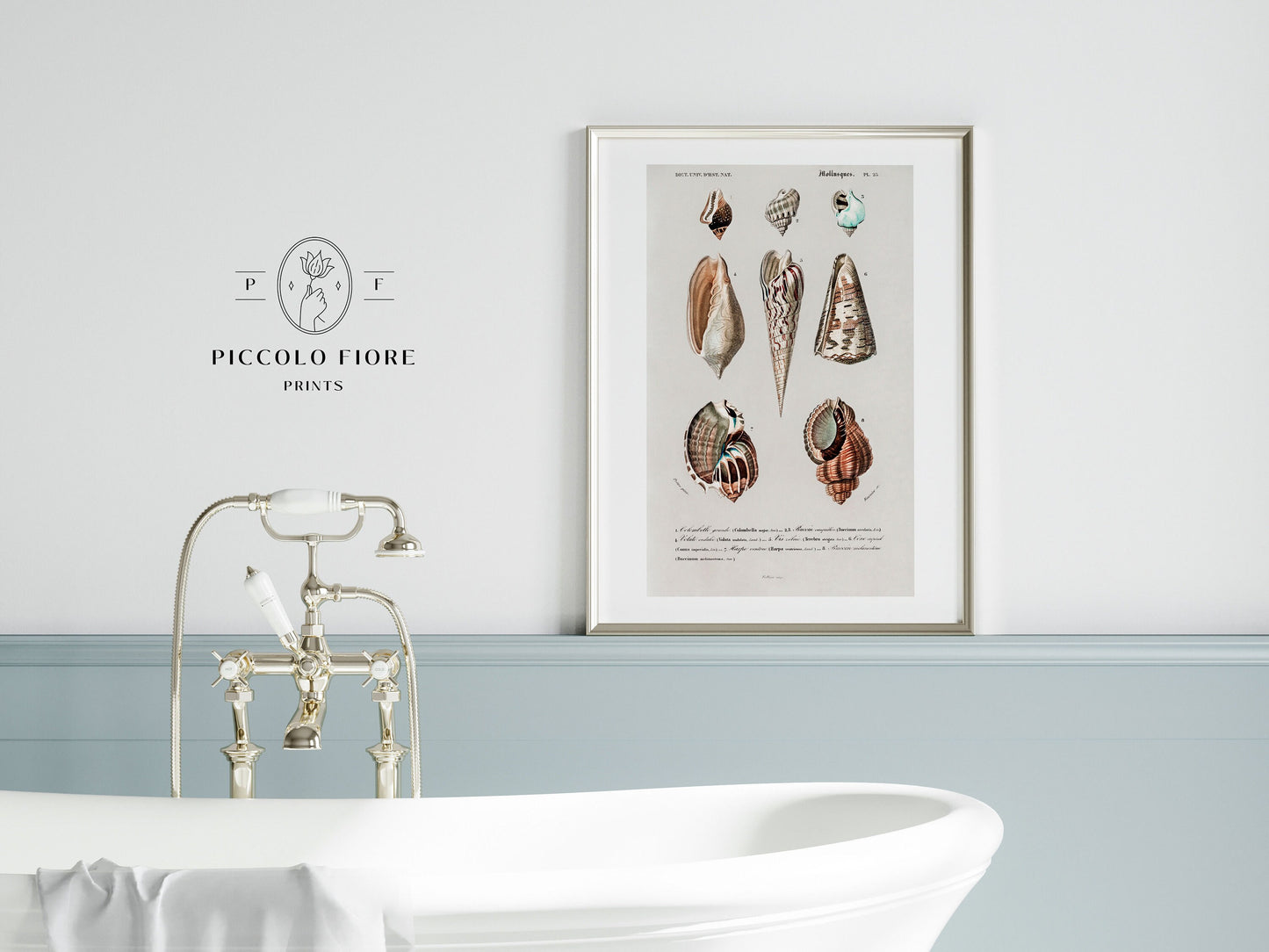 Shell/Mollusk Watercolour Illustrations | Gallery Wall Set | 2 Prints | S2-1