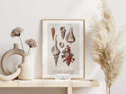 Shell/Mollusk Watercolour Illustrations | Gallery Wall Set | 2 Prints | S2-1