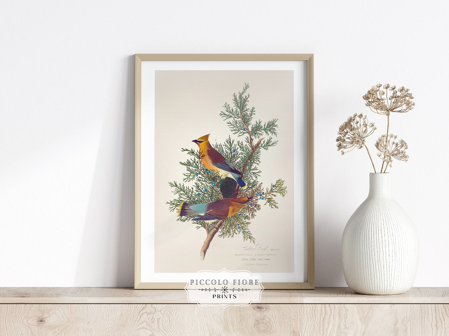Cedar Bird Illustration | P378