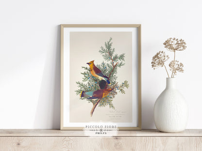 Cedar Bird Illustration | P378